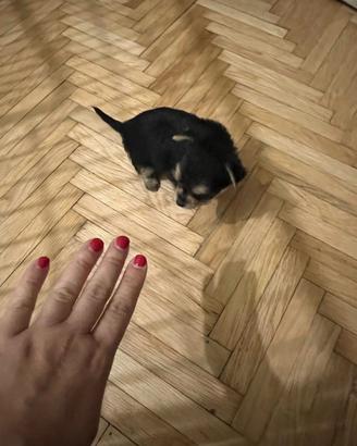 Mini femminuccia simil yorkshire - chihuahua