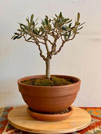 Bonsai Olea Europaea
