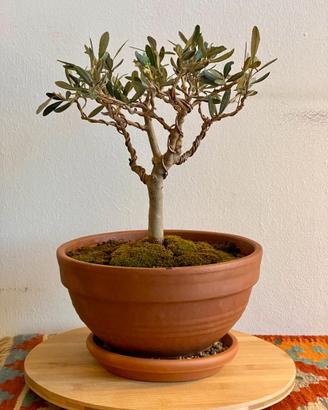Bonsai Olea Europaea