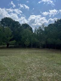 Terreno Marina di Pisticci 700 mt dal mare