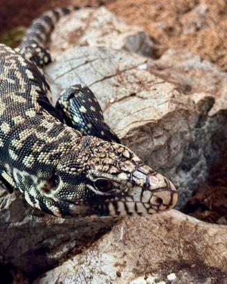 Tegu argentino