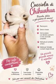 Dolce chihuahua