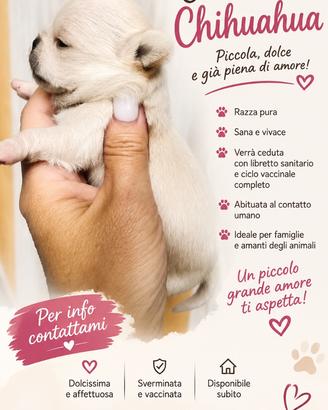 Dolce chihuahua