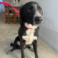 Leo il cagnolino dolcissimo