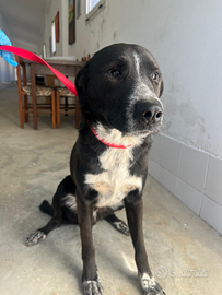 Leo il cagnolino dolcissimo