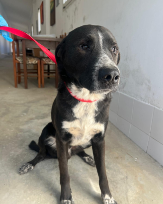 Leo il cagnolino dolcissimo