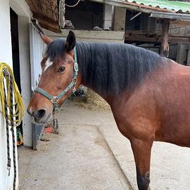 Maremmana in mezza fida