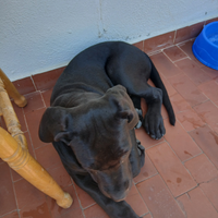 Cane corso originale