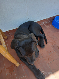 Cane corso originale