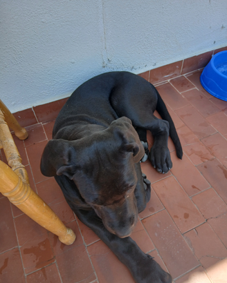 Cane corso originale