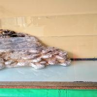  acquario x tartaruga 🐢 ho pesciolini 