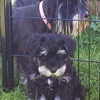 Cuccioli di Schnauzer nano nero argento