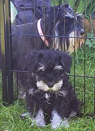 Cuccioli di Schnauzer nano nero argento