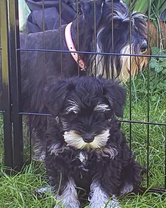 Cuccioli di Schnauzer nano nero argento