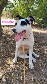 Phoebe