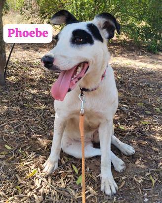 Phoebe