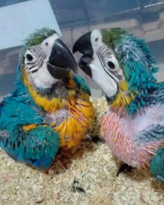 Ara Ararauna,Cenerini,Amazzoni,Ecletti,Cacatua