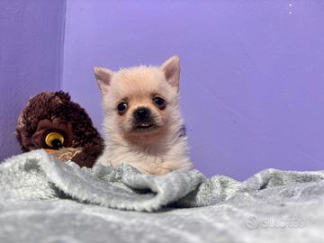 Cucciola di PomChi ( Spitz- Chihuahua)
