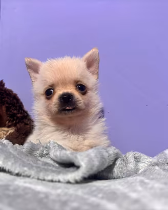 Cucciola di PomChi ( Spitz- Chihuahua)