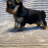 Yorkshire terrier