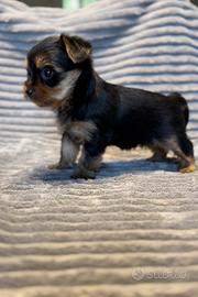 Yorkshire terrier