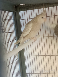 Calopsiti perlate e ancestrali