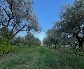 TER. AGRICOLO A VELLETRI