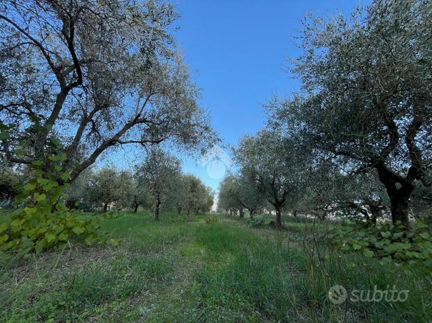 TER. AGRICOLO A VELLETRI