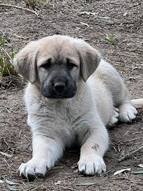 Eccellente cucciolo di Pastore Asia Centrale