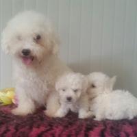 Allevamento cuccioli Bolognese