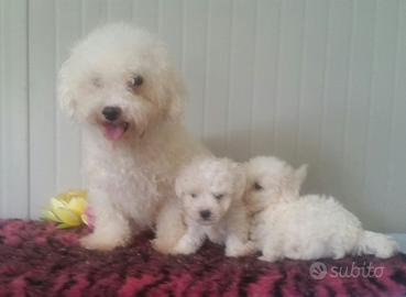 Allevamento cuccioli Bolognese