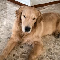 Golden Retriever Americano