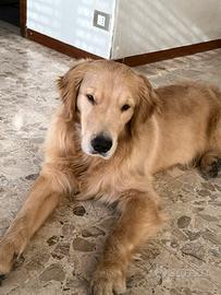 Golden Retriever Americano