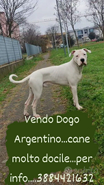 Dogo Argentino