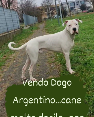 Dogo Argentino