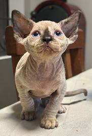 Sphynx