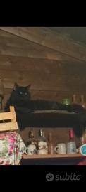 Maine Coon gattini