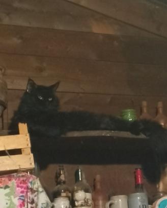Maine Coon gattini