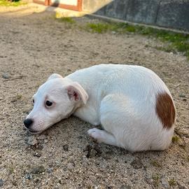Cucciola Jack Russel