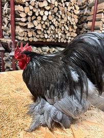 Galli cocincina nana