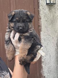 Pastore tedesco cuccioli