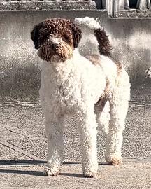 Lagotto Romagnolo