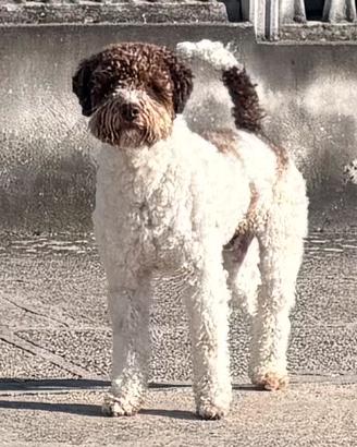 Lagotto Romagnolo