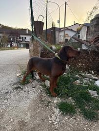 Dachsbracke gamba lunga