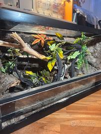 Terrario geco leopardino - terrari rettili sfondo