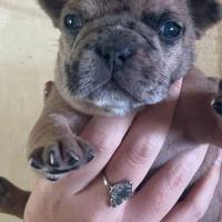 Bulldog francese exotico