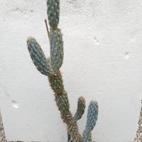 Opuntia miquelii. H 45 cm Old Plant Cactus Piante 