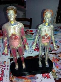 Enciclopedia del corpo umano