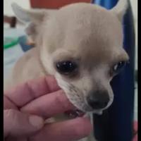 Chihuahua Mini Toy