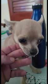 Chihuahua Mini Toy